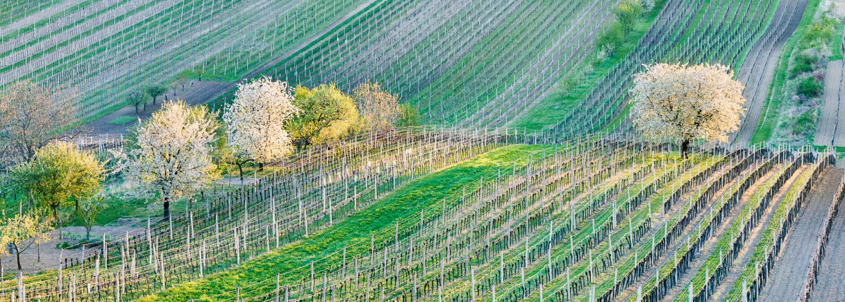 panorama-jizni-morava-1-of-1-